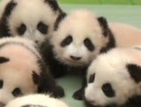 Nuevas imagenes de los pandas de Sichuan