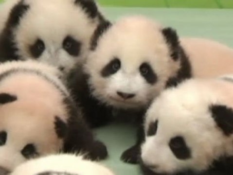 Nuevas imagenes de los pandas de Sichuan