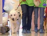Perros terapéuticos ayudan a los niños ingresados en hospitales