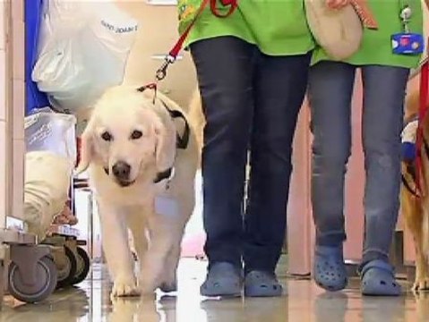 Perros terapéuticos ayudan a los niños ingresados en hospitales