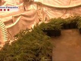Seis detenidos y 8 imputados por el cultivo de plantaciones de marihuana en varios municipios de Barcelona