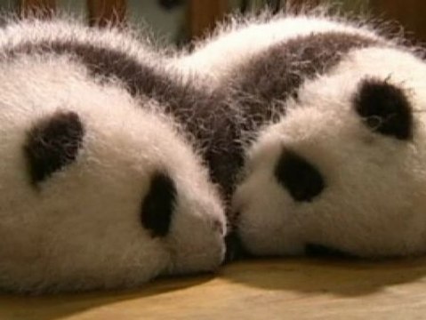 Catorce pandas comparten cuna en la provincia china de Sichuan