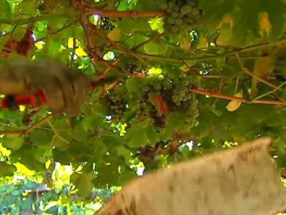 La vendimia gallega, el refugio de empleo para algunos parados