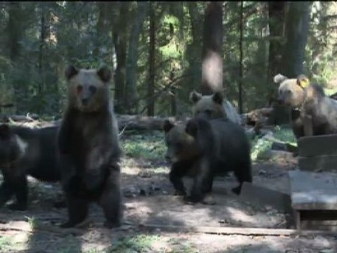 Una finca en el bosque ruso se ha convertido en un orfanato de osos pardos