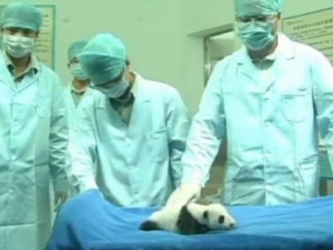 La cría de oso panda gigante de Guangzhou pasa su revisión médica