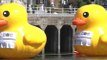 Los patos gigantes invaden la Ría de Bilbao