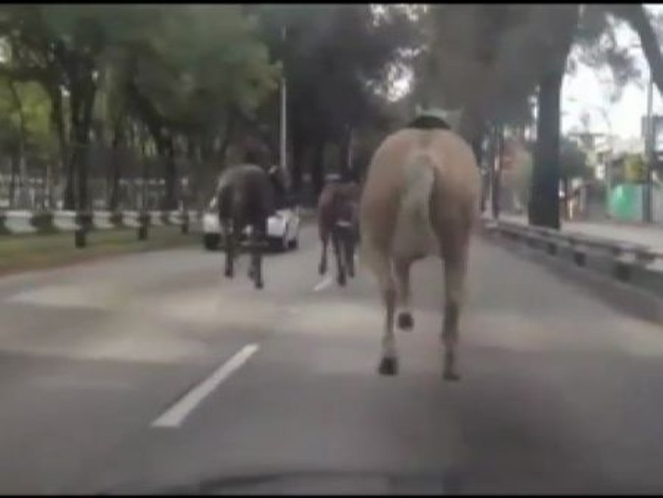 Una veintena de caballos se escapa por el centr...