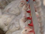 Los criadores de pollo gallegos denuncian la venta 