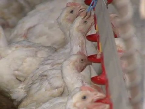 Los criadores de pollo gallegos denuncian la venta a pérdidas de la carne de pollo en Galicia
