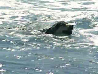 Polémica en la playa de El Campello por permitir el acceso a perros