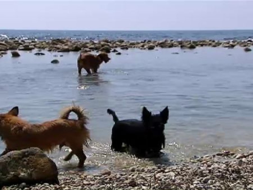 El Ayuntamiento de El Campello acotará la playa para perros