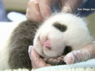 El oso panda "Regalito" del zoo de San Diego cumple un año