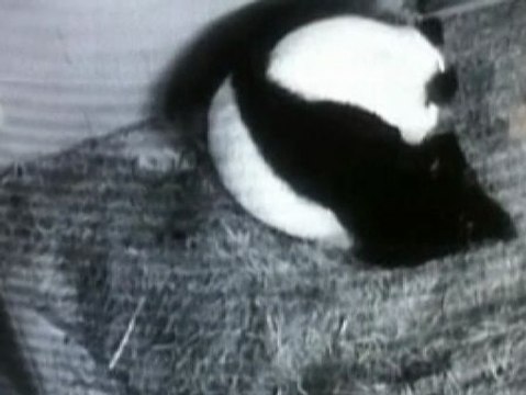 Son los primeros mellizos de oso panda nacidos en Estados Unidos