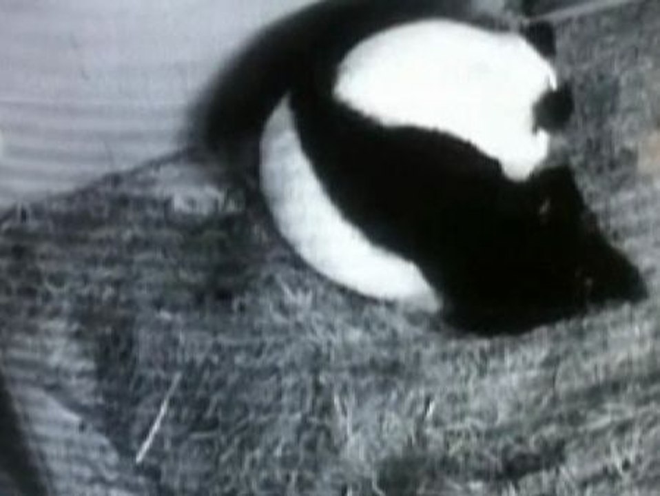 Son los primeros mellizos de oso panda nacidos en Estados Unidos