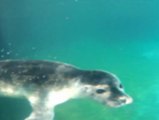 Nace una cría de foca vitulina en Madrid en plena ola de calor