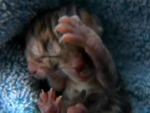 Nace un gato con dos caras