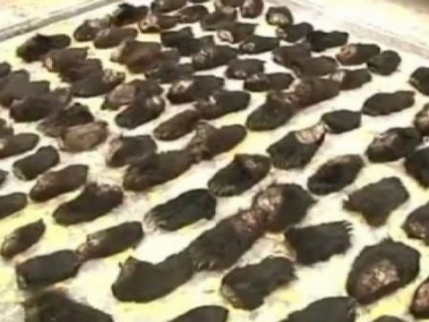 Incautadas 213 patas de oso en la frontera entre Mongolia y China