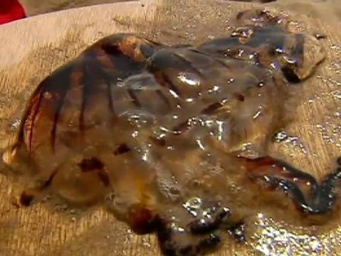 Las medusas llegan a Tarragona