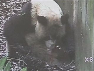 Descargar video: Nacen los primeros osos pandas gigantes gemelos este año en China