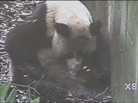 Nacen los primeros osos pandas gigantes gemelos este año en China