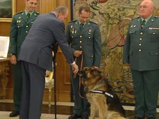 El Rey se inclina ante el perro de la guardia civil