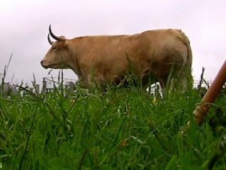 Pep y Mou, dos bueyes irreconciliables que pastan en Galicia.