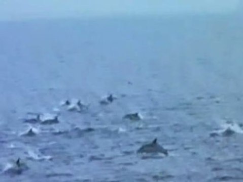 Cientos de delfines huyen del ataque de orcas asesinas