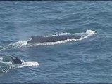 Avistamientos de ballenas