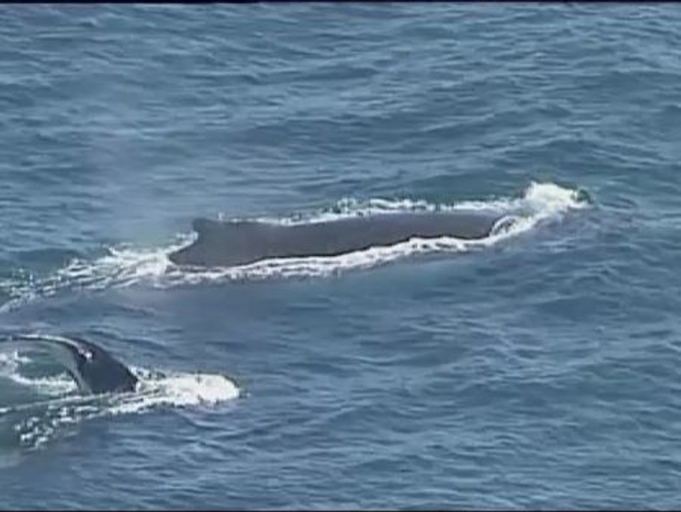 Avistamientos de ballenas
