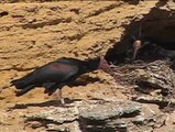 Aves en peligro de extinción anidan en Cádiz