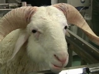 Una cabra lleva 62 días viviendo con un corazón artificial