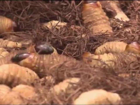 La ONU propone consumir insectos para combatir el hambre en el mundo