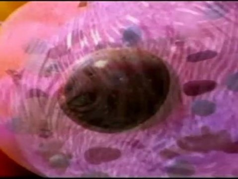 La ciencia continúa descrifrando el 'libro de instrucciones' de nuestro ADN