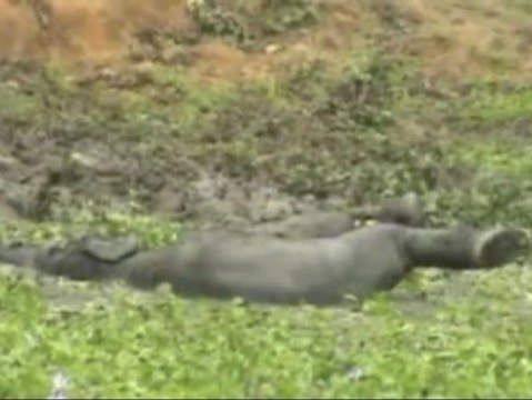 Rescatan a la cría de un elefante de una zanja con agua