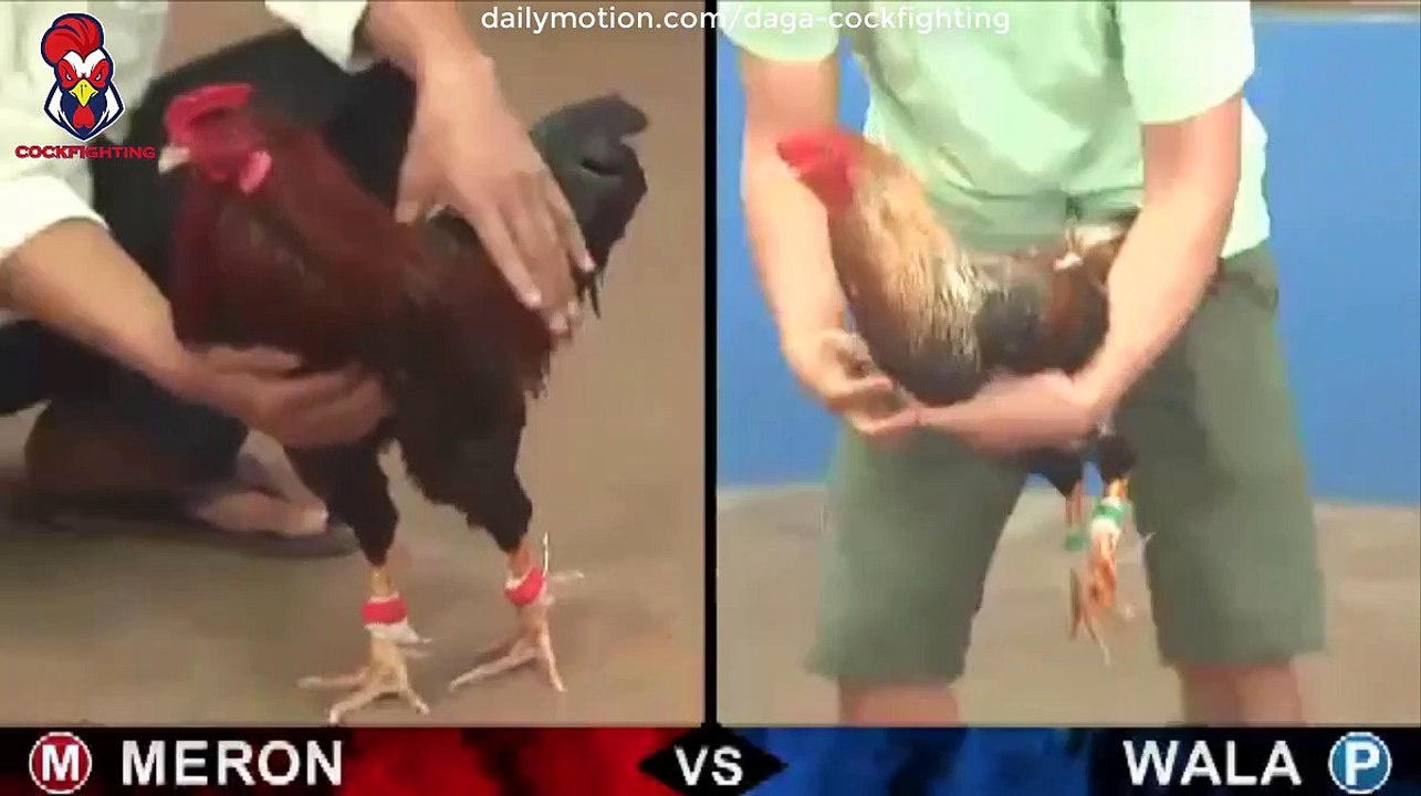 da-ga-thomo-campuchia-cockfighting-84
