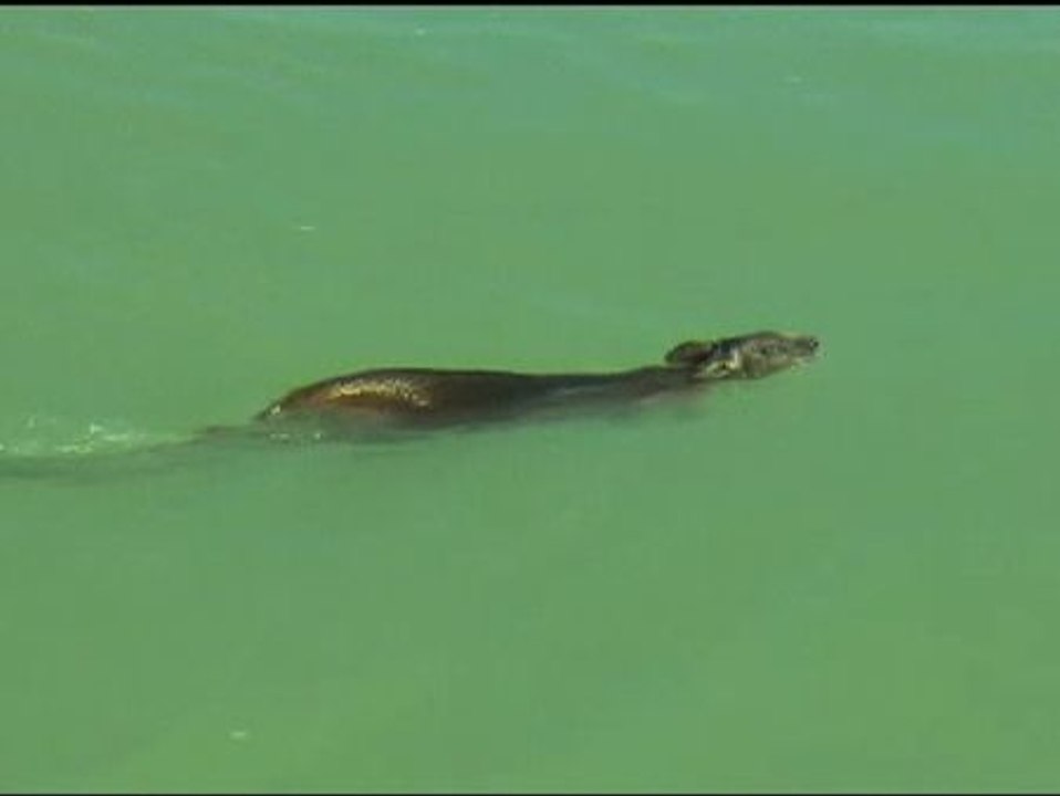 Rescatan a un canguro en pleno rodaje