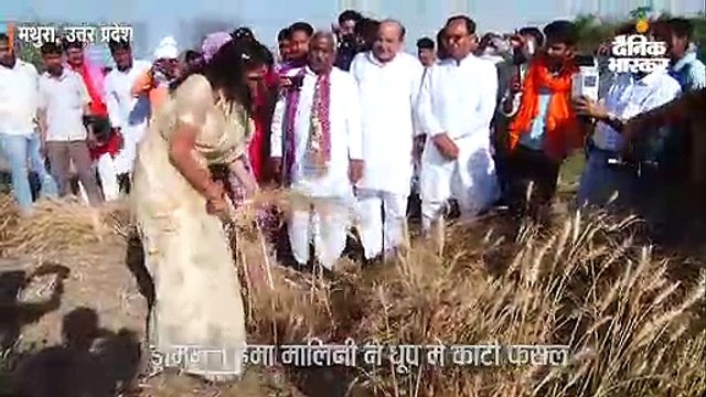 हेमा मालिनी ने धूप में काटी फसल