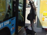 Perros en el autobús