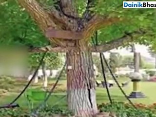सालों से जंजीरों में जकड़ा खड़ा है ये पेड़