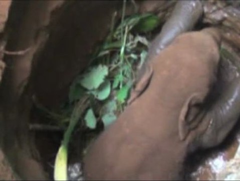 Rescate de una cría de elefante