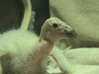 El zoo de San Diego prepara a su nueva cría de cóndor