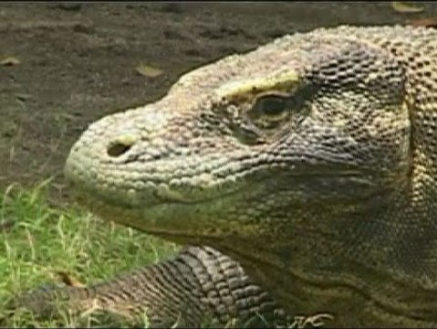 De 140 gramos a 100 kilos