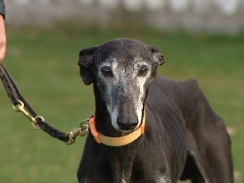 La Guardia Civil desarticula una red que robaba galgos de competición y amañaba carreras