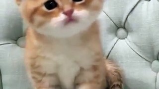 funny animals videos - most adorable cat
