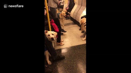London Underground carriage filled with guide dogs on training day out