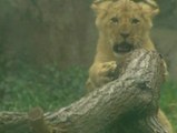 Tierna imagen de los cuatro cachorros de león del zoo de Seattle