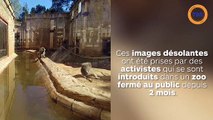Ours, tigres, babouins, tous les animaux sont abandonnés dans leur enclos depuis la fermeture du zoo