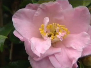 En el mundo hay hasta 3000 variedades de camelias