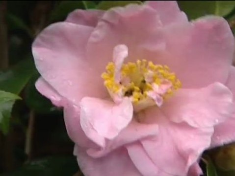 En el mundo hay hasta 3000 variedades de camelias