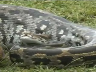 Una pitón de más de 5 metros pone en alerta a los vecinos asturianos de Laviana